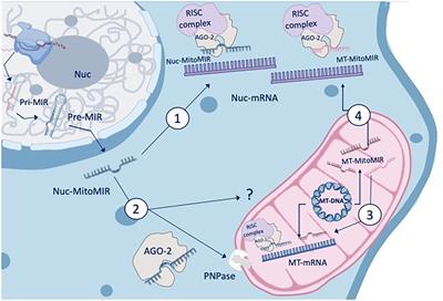 Mitochondrial MicroRNAs Contribute to Macrophage Immune Functions Including Differentiation, Polarization, and Activation
